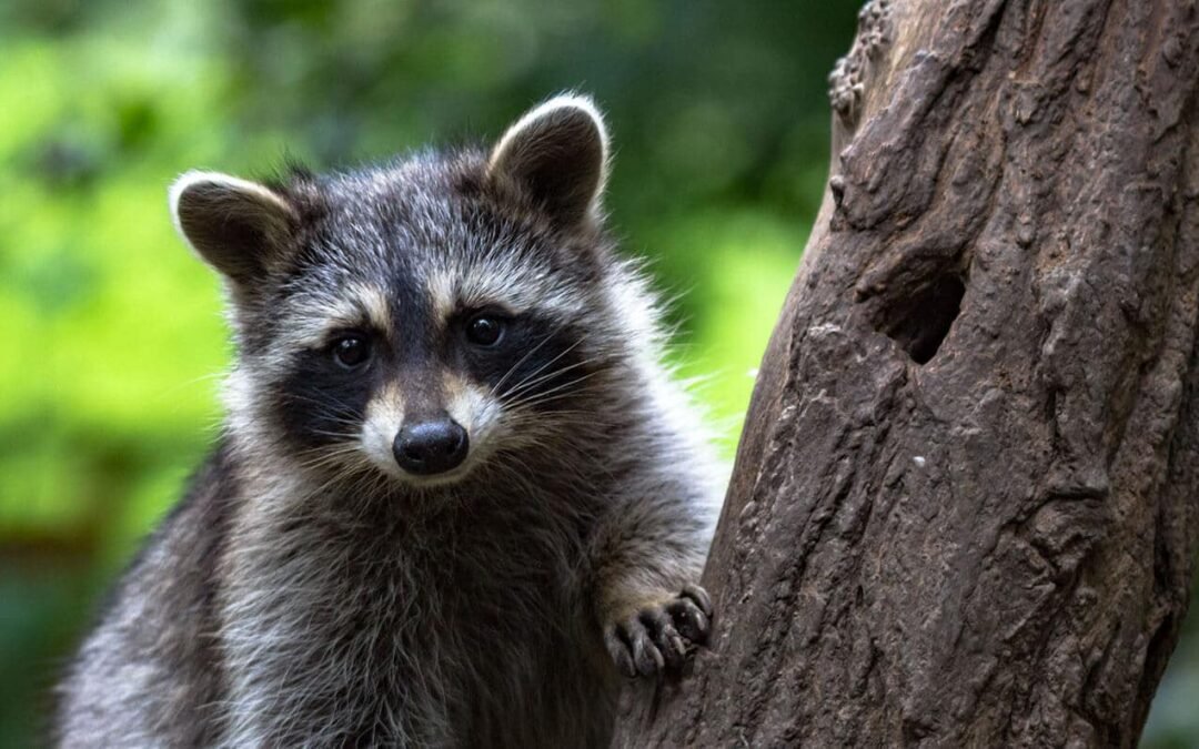 Raccoon Spiritual Meaning – The Amazing Secrets Of This Animal Spirit