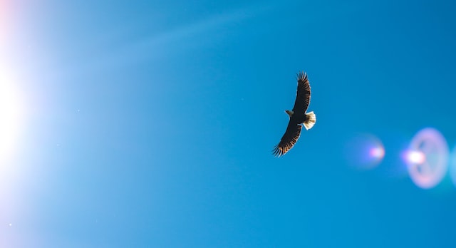 What Does Seeing an Eagle Mean Spiritually? Exploring the Symbolism of this Majestic Bird