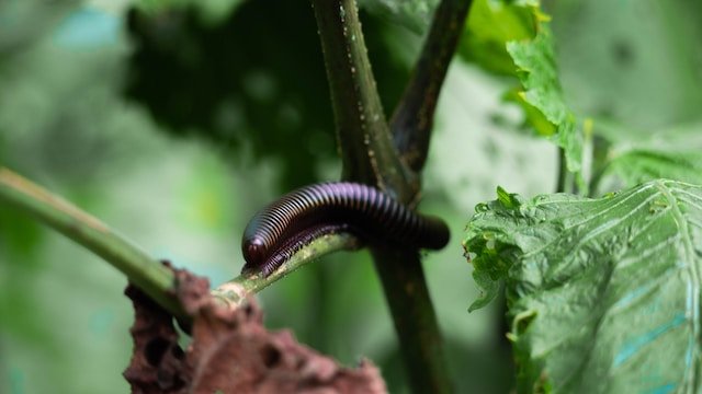 Millipede Spiritual Meaning