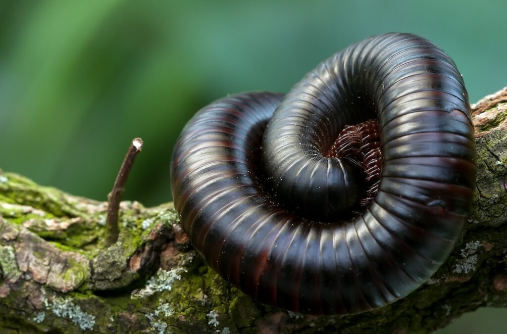 Millipede Spiritual Meaning