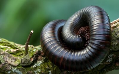 Millipede Spiritual Meaning, Symbolism, and Totem: Unlocking Nature’s Secrets