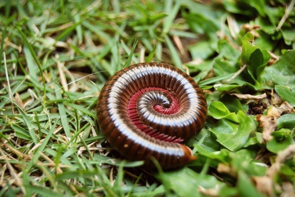 Millipede Spiritual Meaning